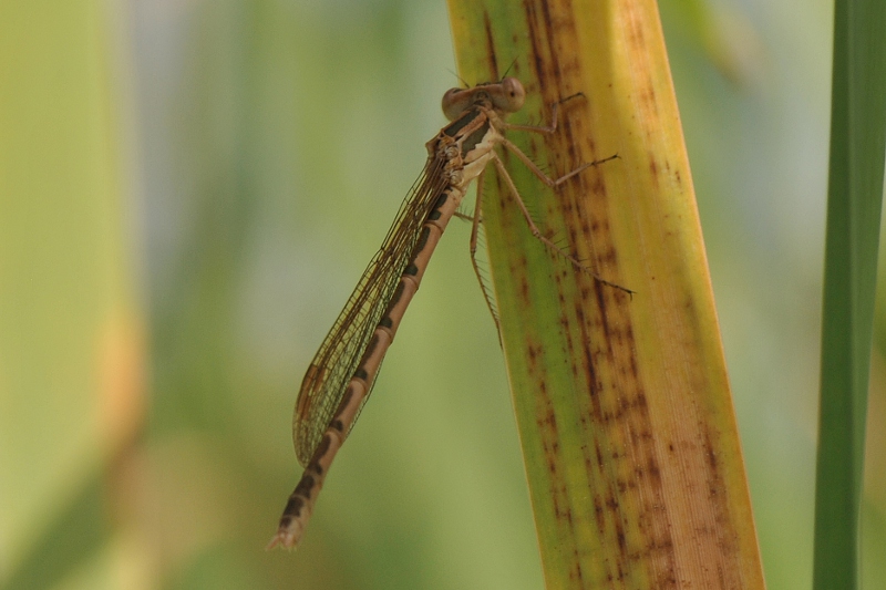 Sympecma fusca?